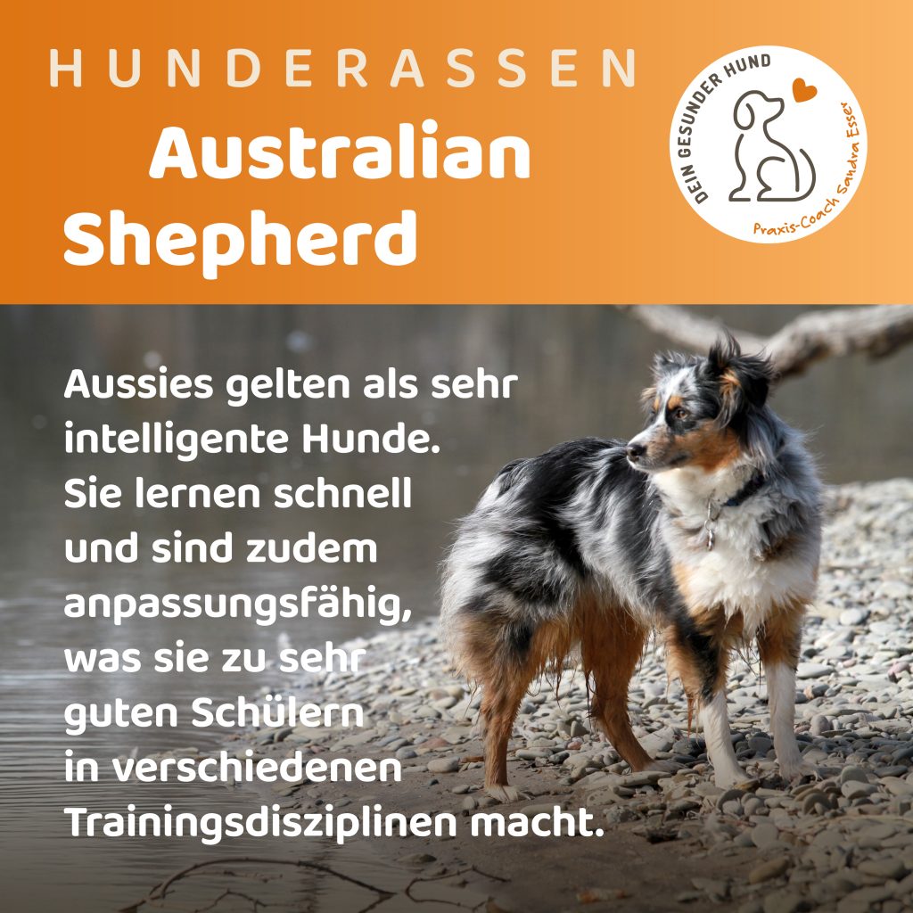 Hunderasse-Aussie-1