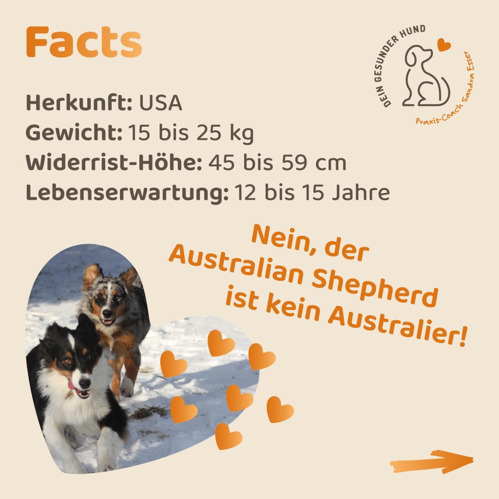 Hunderasse-Aussie-2