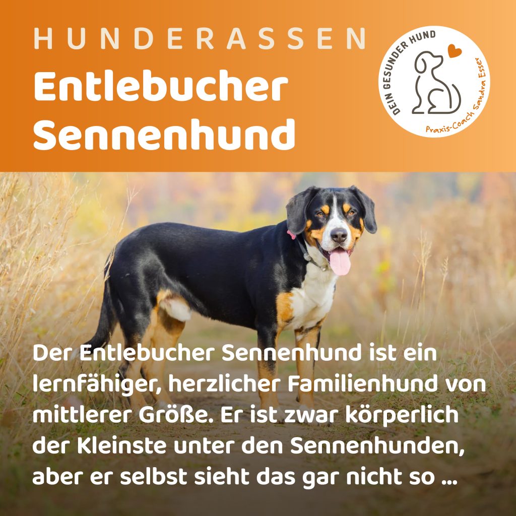 Hunderasse-Entlebucher-1