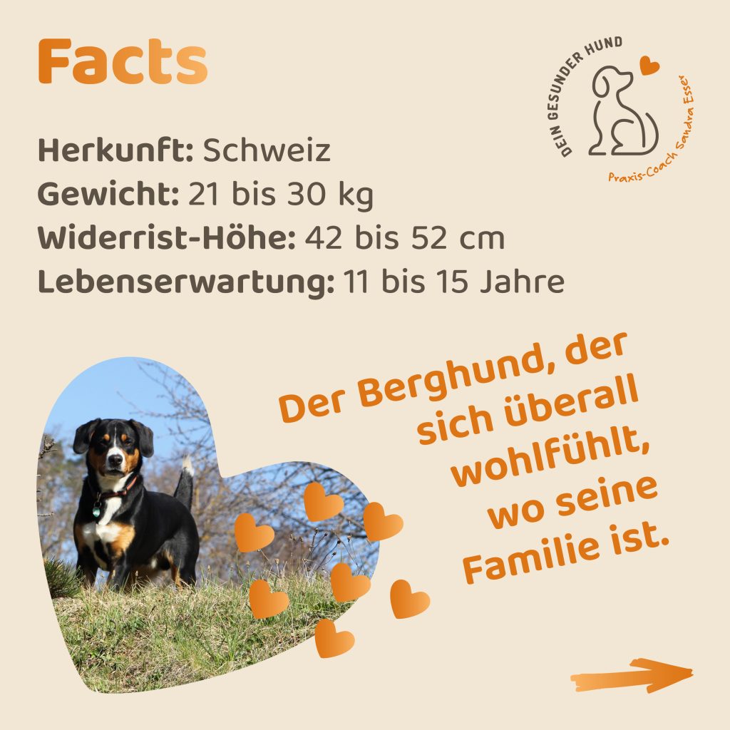 Hunderasse-Entlebucher-2