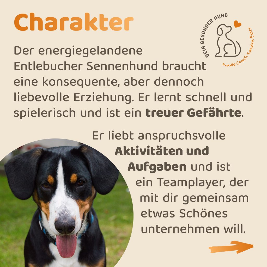 Hunderasse-Entlebucher-4