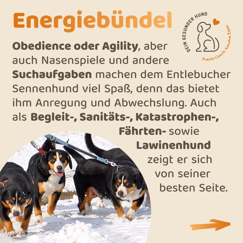 Hunderasse-Entlebucher-5