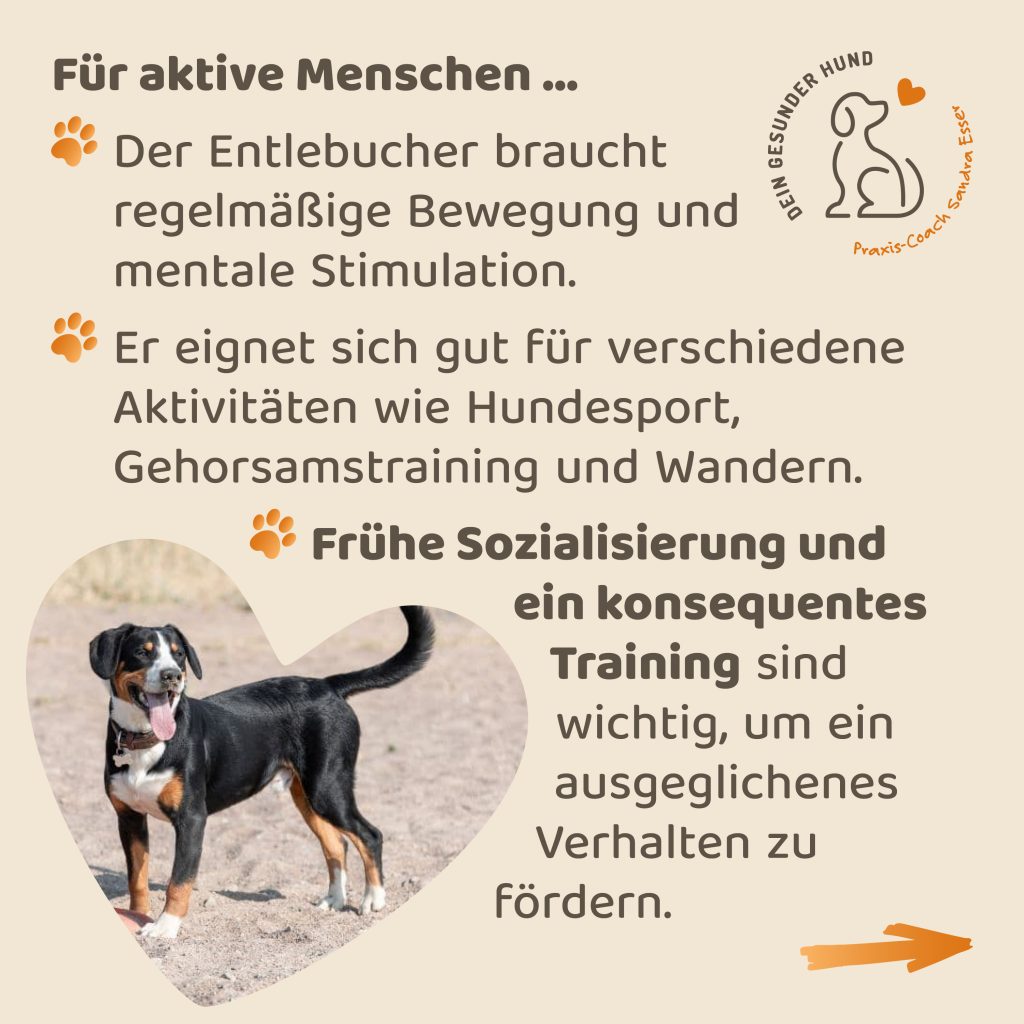 Hunderasse-Entlebucher-7