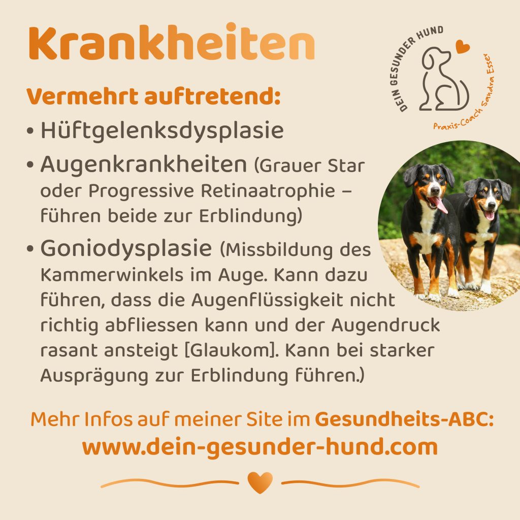 Hunderasse-Entlebucher-9