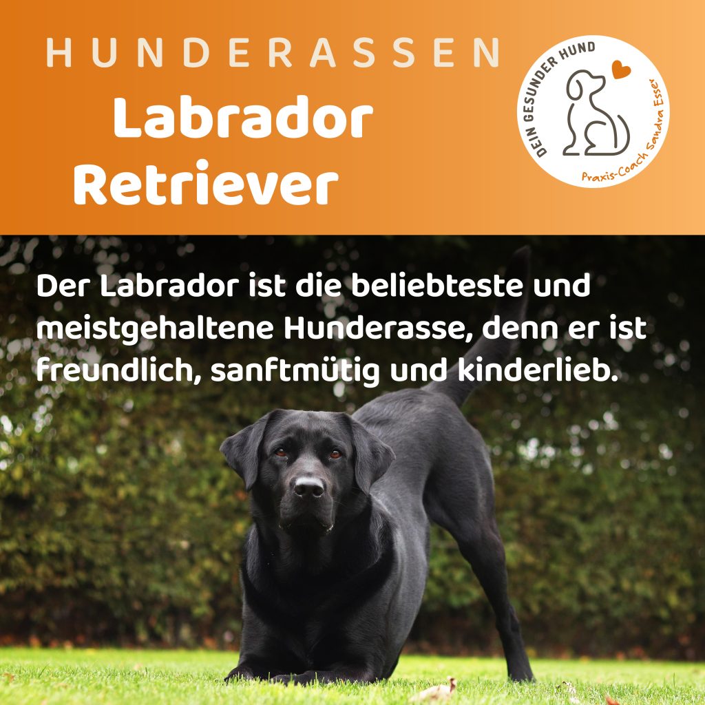 Hunderasse-Labrador-1