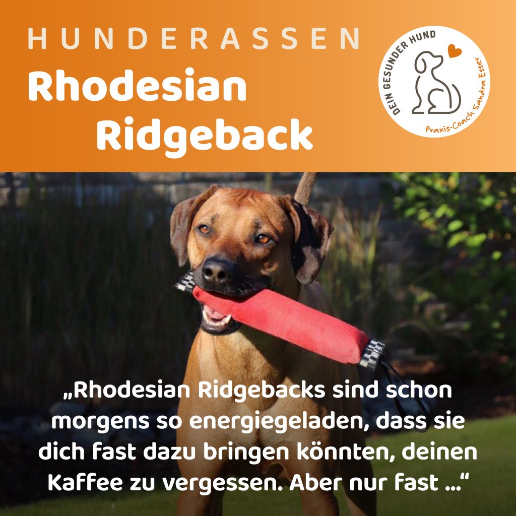 Hunderasse-Ridgeback-1