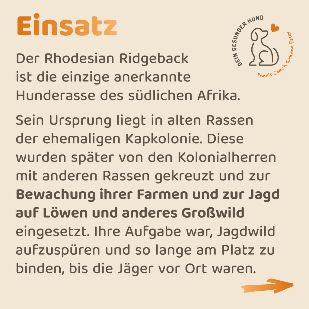 Hunderasse-Ridgeback-3