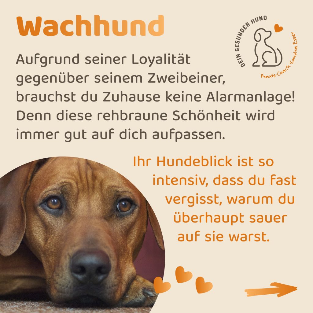 Hunderasse-Ridgeback-4