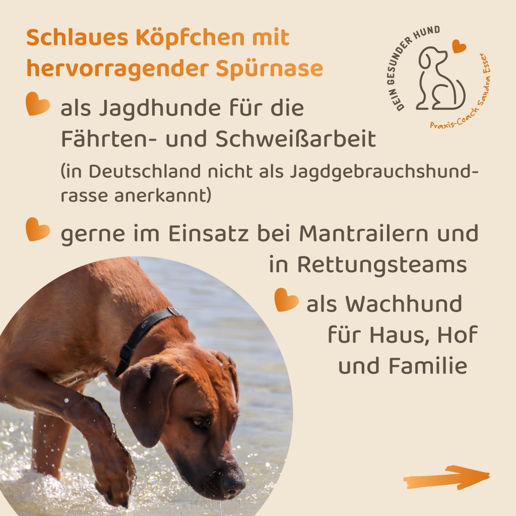 Hunderasse-Ridgeback-6