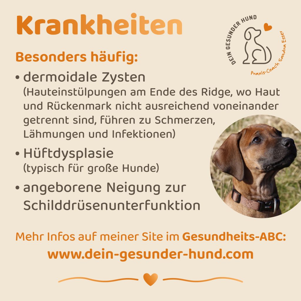 Hunderasse-Ridgeback-9