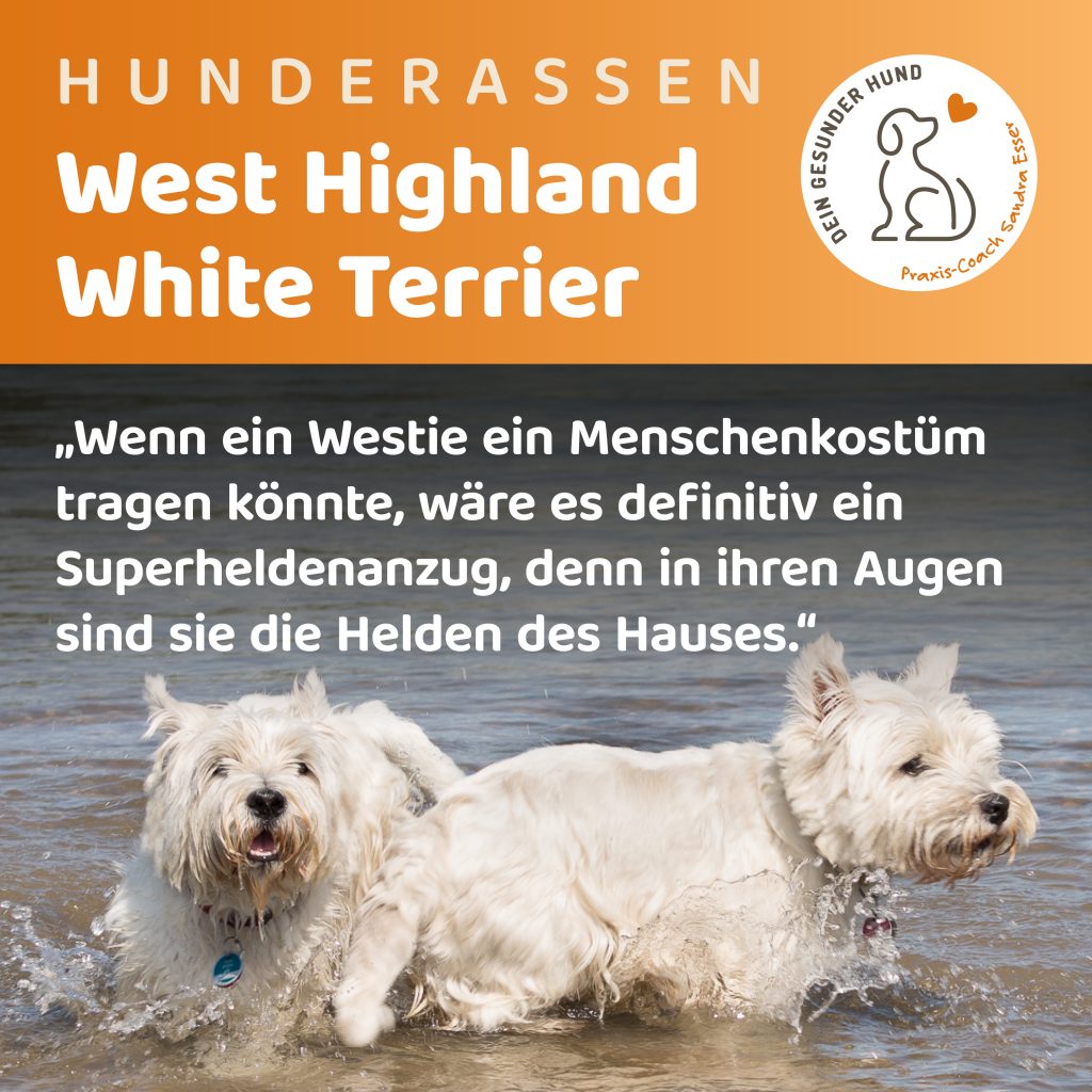 Hunderasse-Westie-1