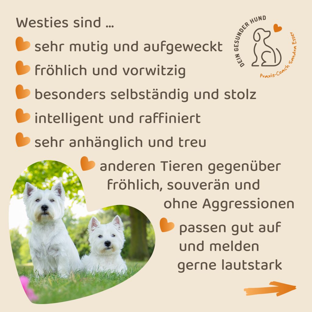 Hunderasse-Westie-6