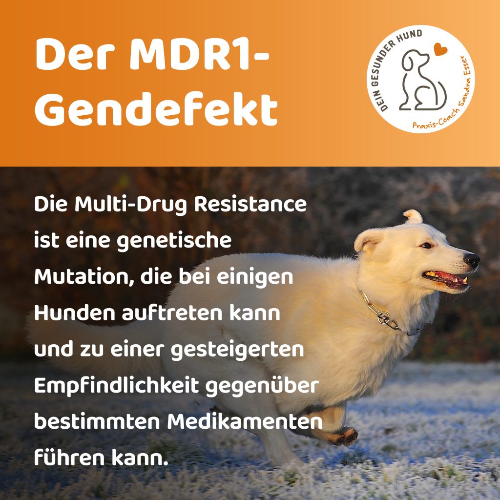 MDR1-Gendeffekt-1