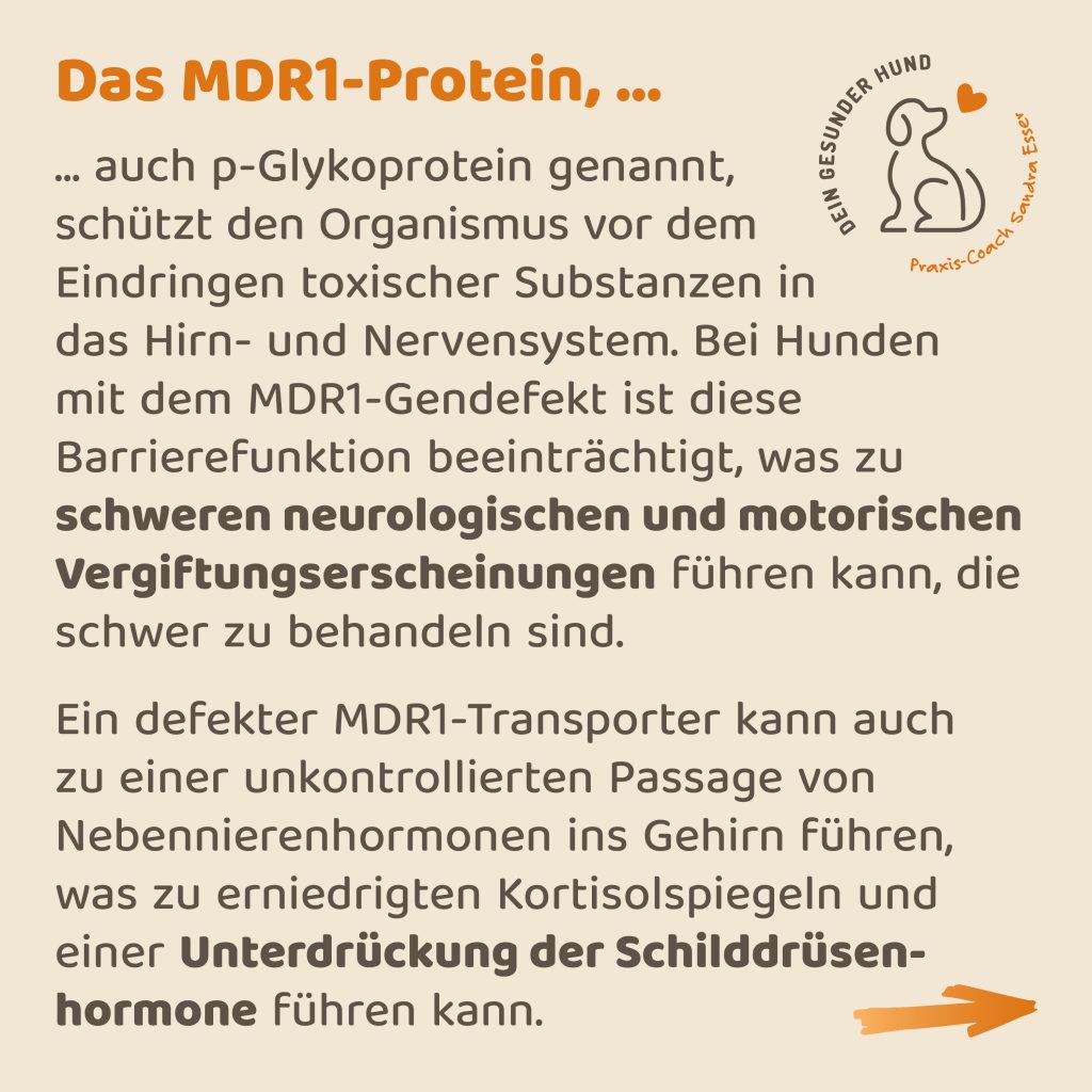 MDR1-Gendeffekt-3