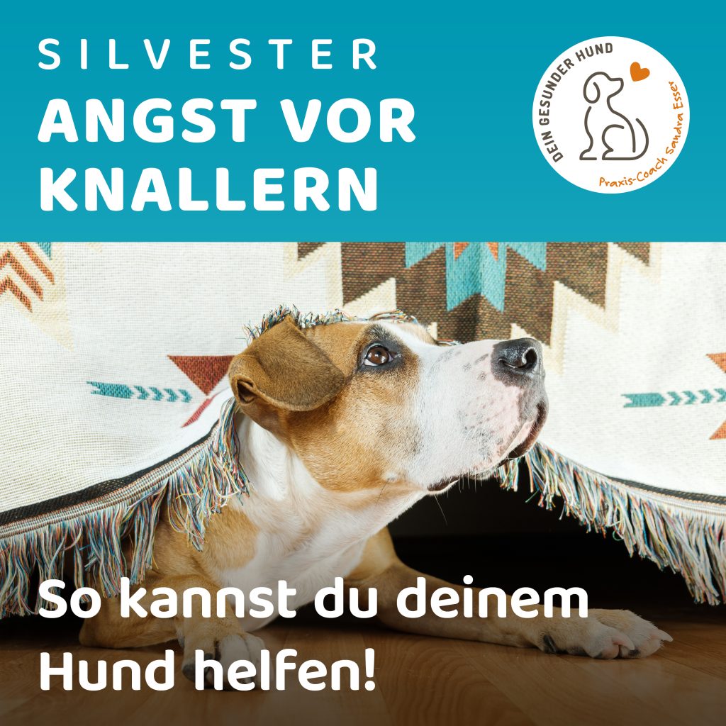 Silvester-mit-Hund-1