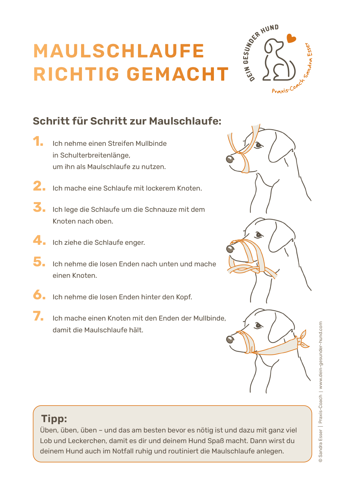 Dein-gesunder-Hund-Maulschlaufe