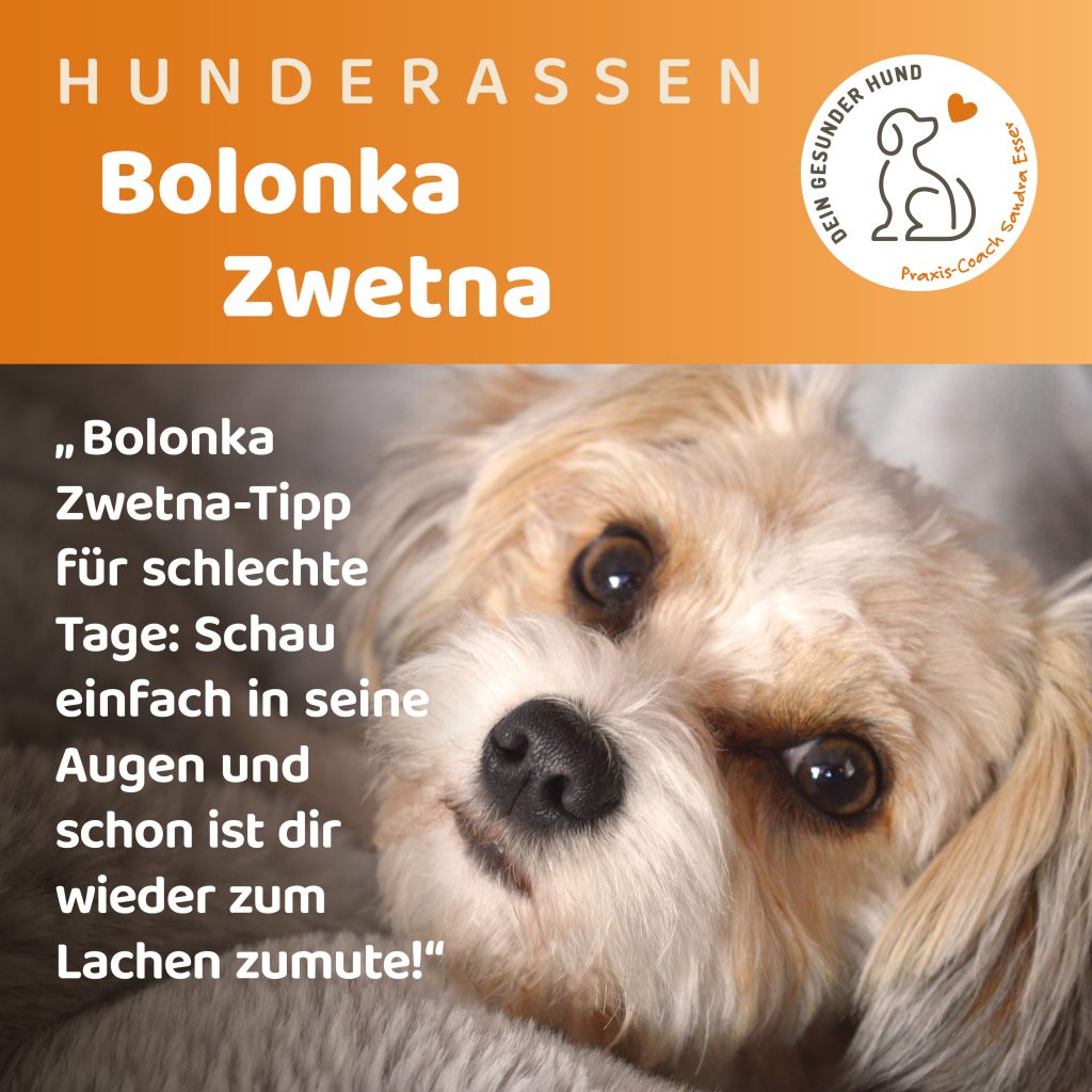 Hunderasse-Bolonka-Zwetna-1