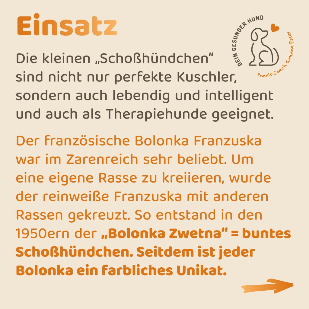 Hunderasse-Bolonka-Zwetna-3