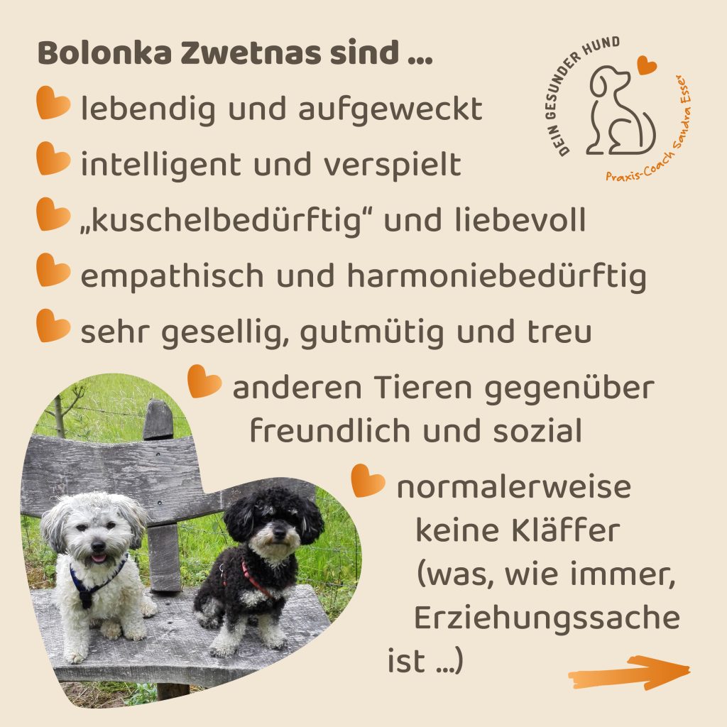 Hunderasse-Bolonka-Zwetna-6