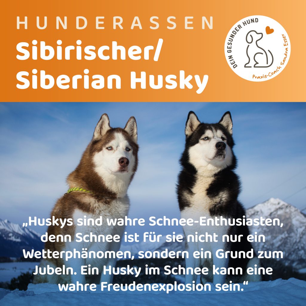 Hunderasse-Husky-01