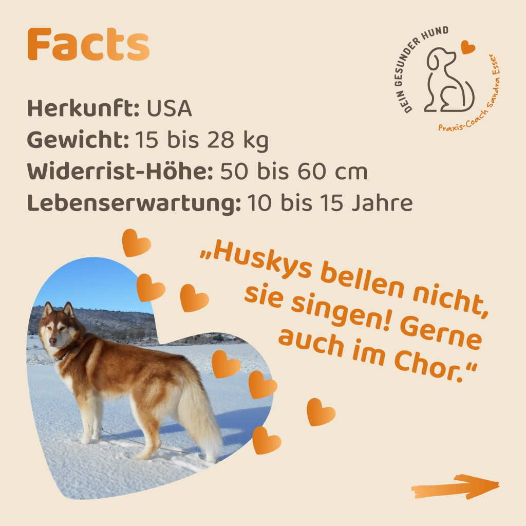 Hunderasse-Husky-02