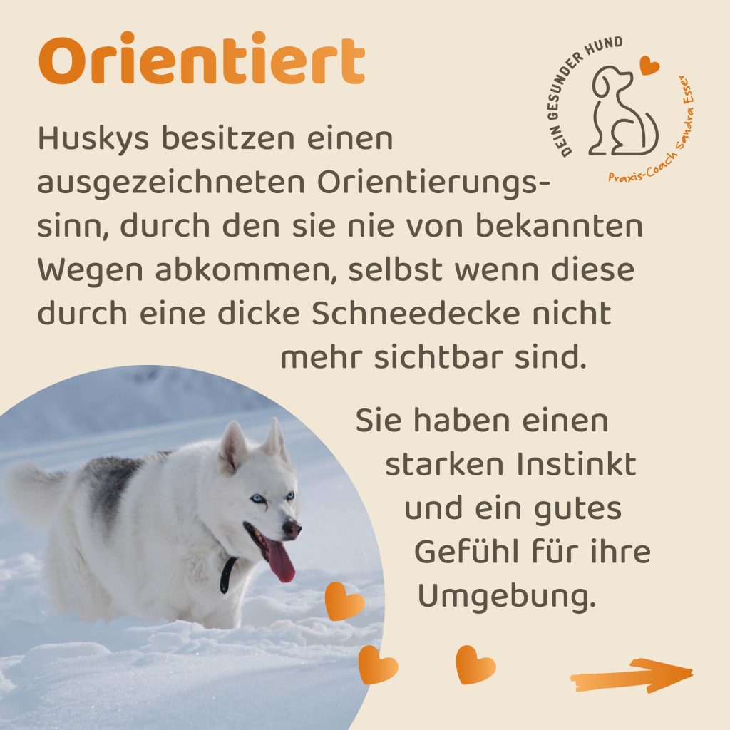 Hunderasse-Husky-04