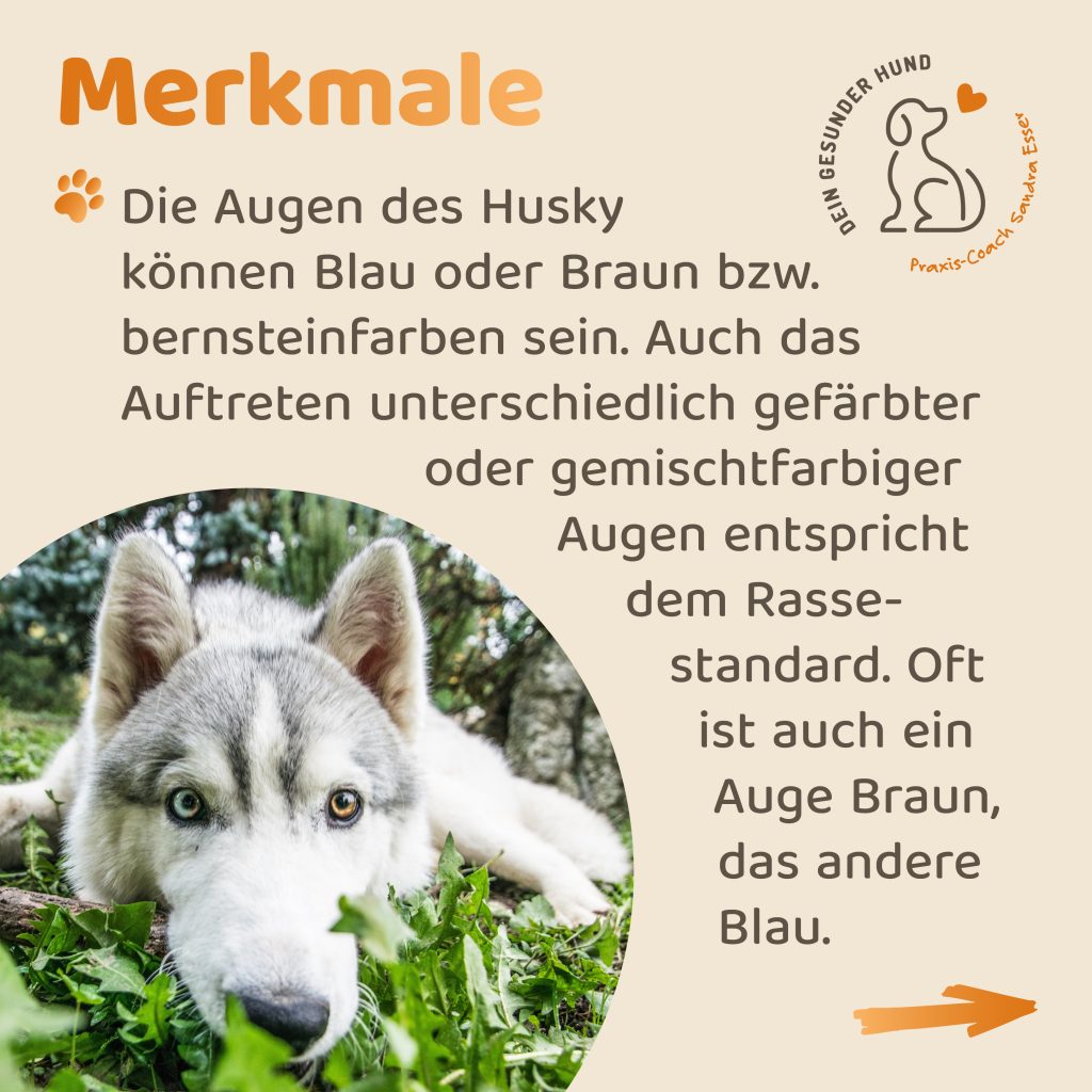 Hunderasse-Husky-08