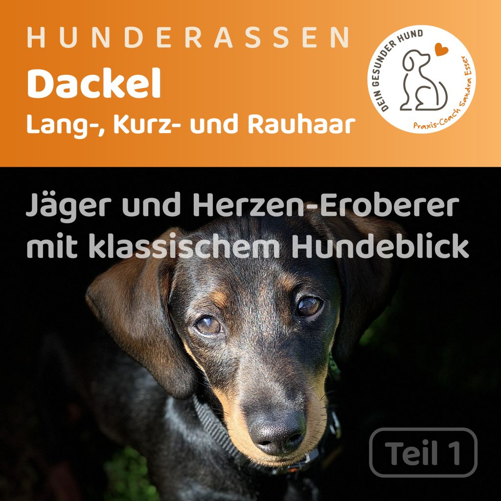 Hunderasse-Dackel-Teil1-1