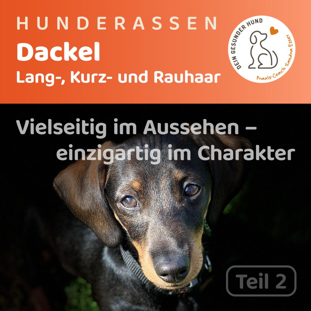 Hunderasse-Dackel-Teil2-1