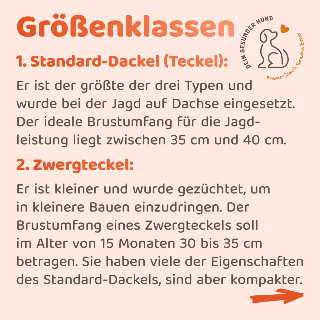 Hunderasse-Dackel-Teil2-3