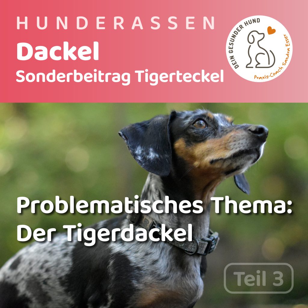 Hunderasse-Dackel-Teil3-1