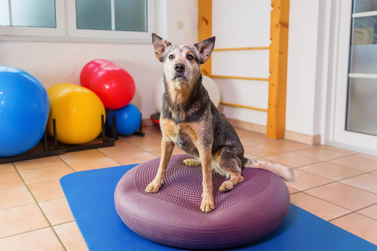 dein-gesunder-hund-physio-02