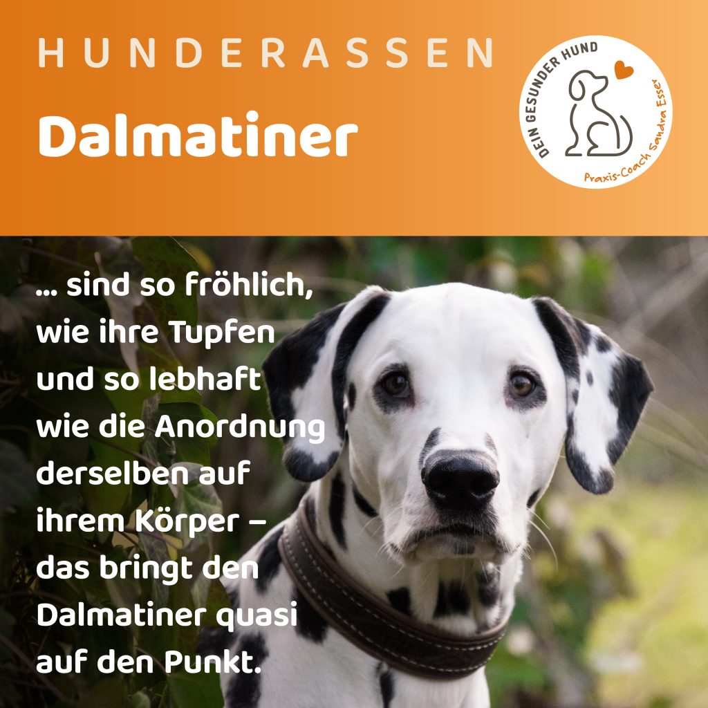 Hunderasse-Dalmatiner-1