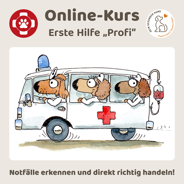 Erste-Hilfe-Profi-Online-Beitrag