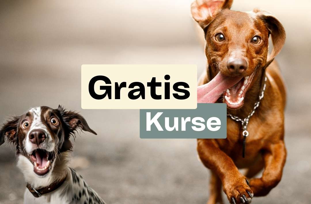 GratisKurse