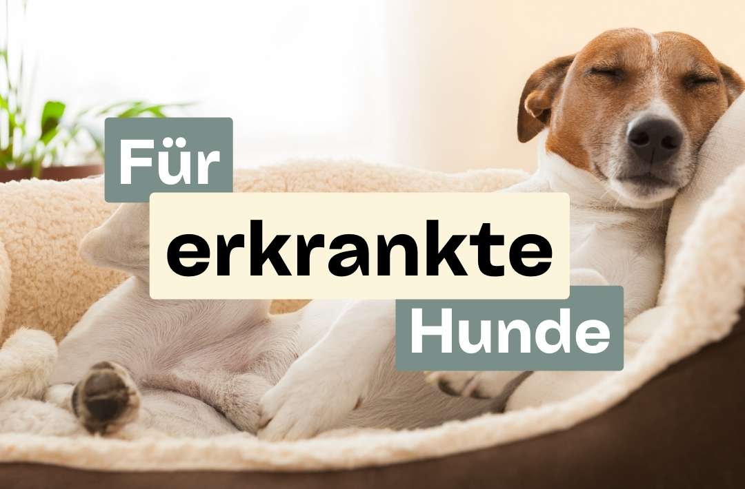 KrankeHunde