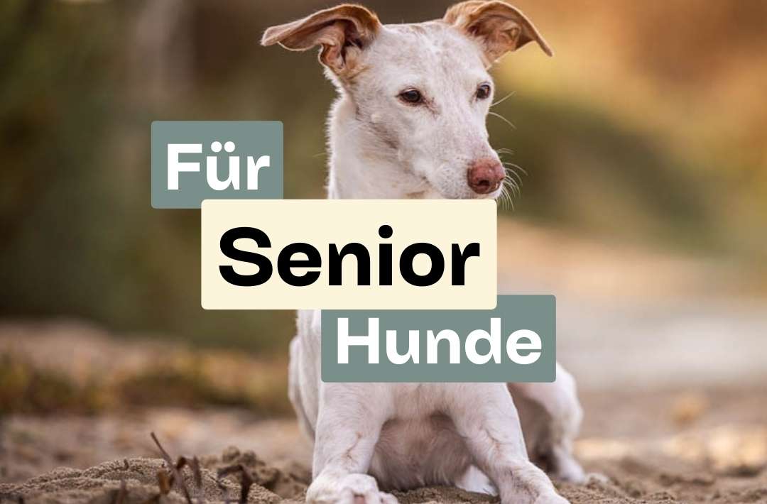 SeniorHunde